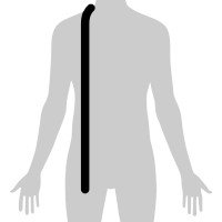 Body of Shirt Length
